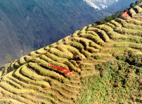 Amaranthus in rice terraces, Tsum 