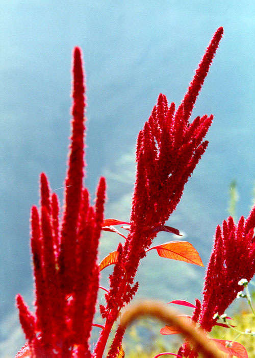 Amaranthus  caudatus, Tsum 