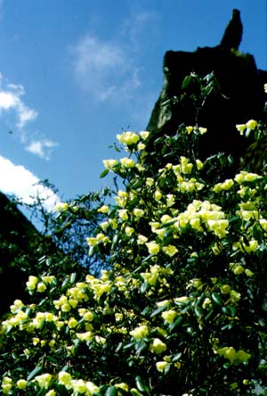 Rhododendron campanulatum