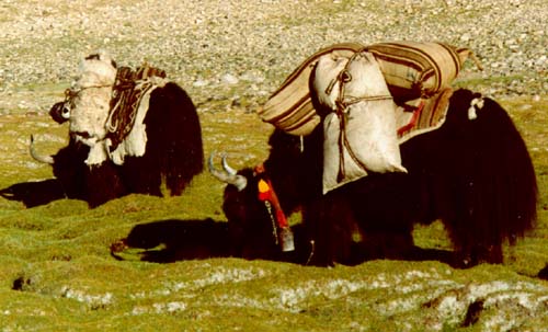 great workers of the Himalaya